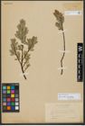 Foto von Salix hastata L.